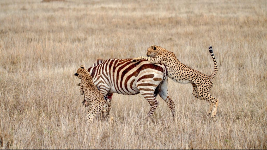 Luxury 7-Day Tanzania Safari 