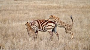 Luxury 7-Day Tanzania Safari 