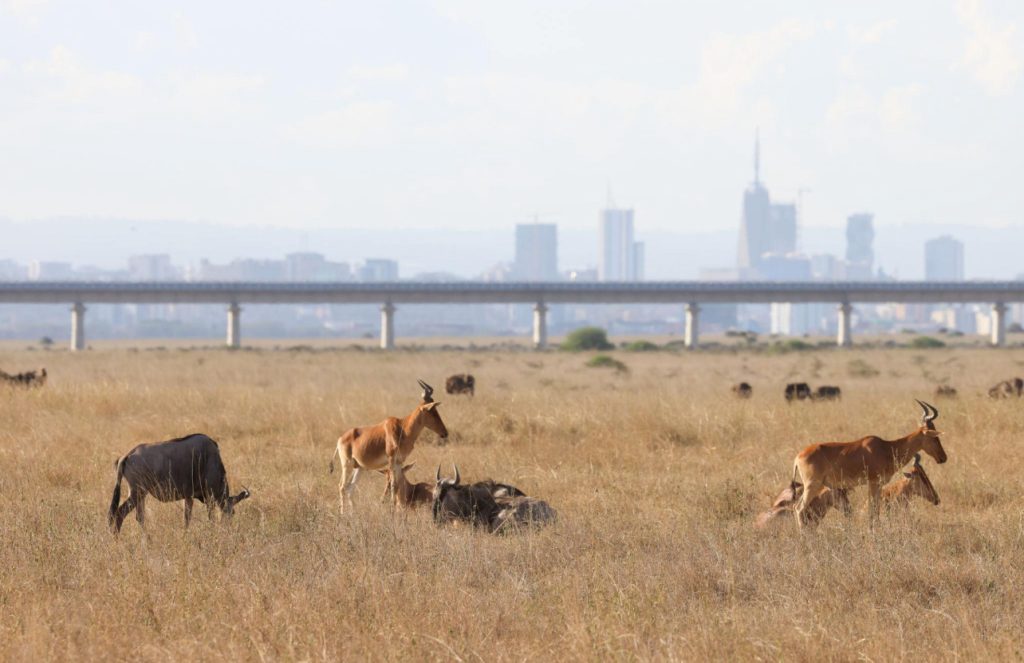 7 Days Kenya Safari Itinerary day 2 wildlife with city view in nairobi