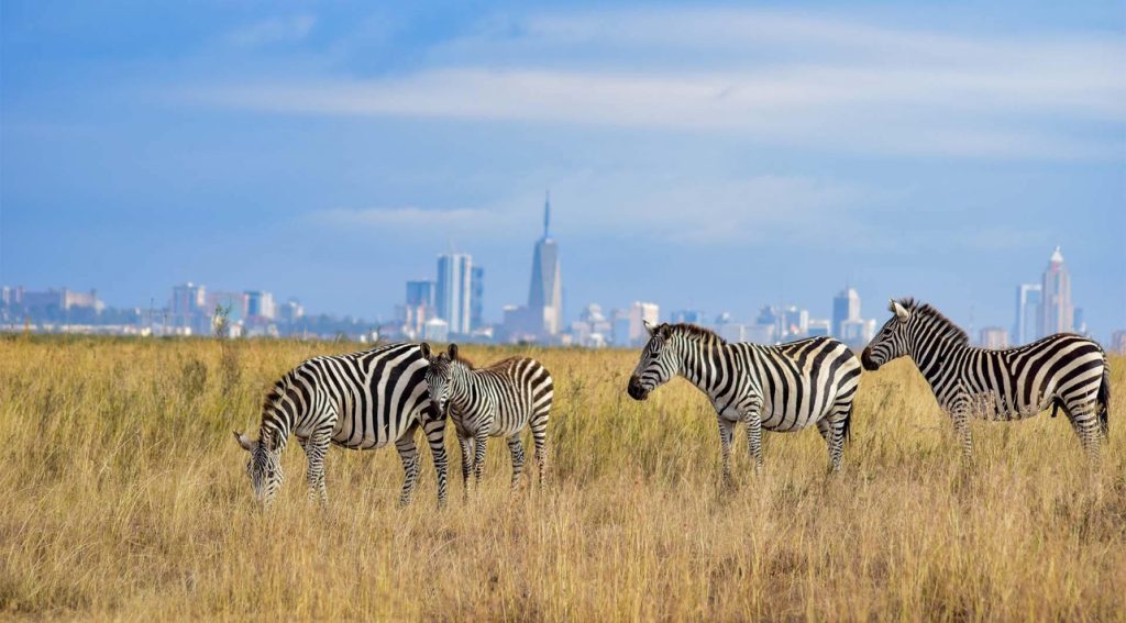 7 Days Kenya Safari Itinerary day 2 wildlife with city view in Nairobi