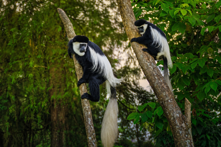 9 Days Uganda Wildlife & Primates Experience​