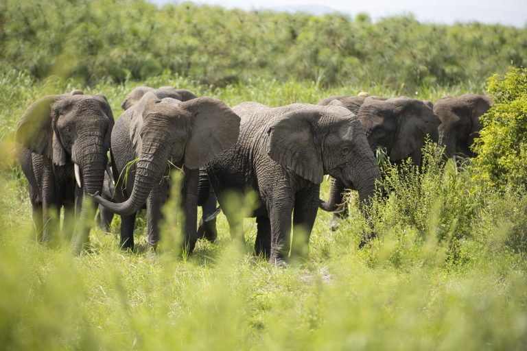 7 Days Kenya Big Five & Culture Safari​