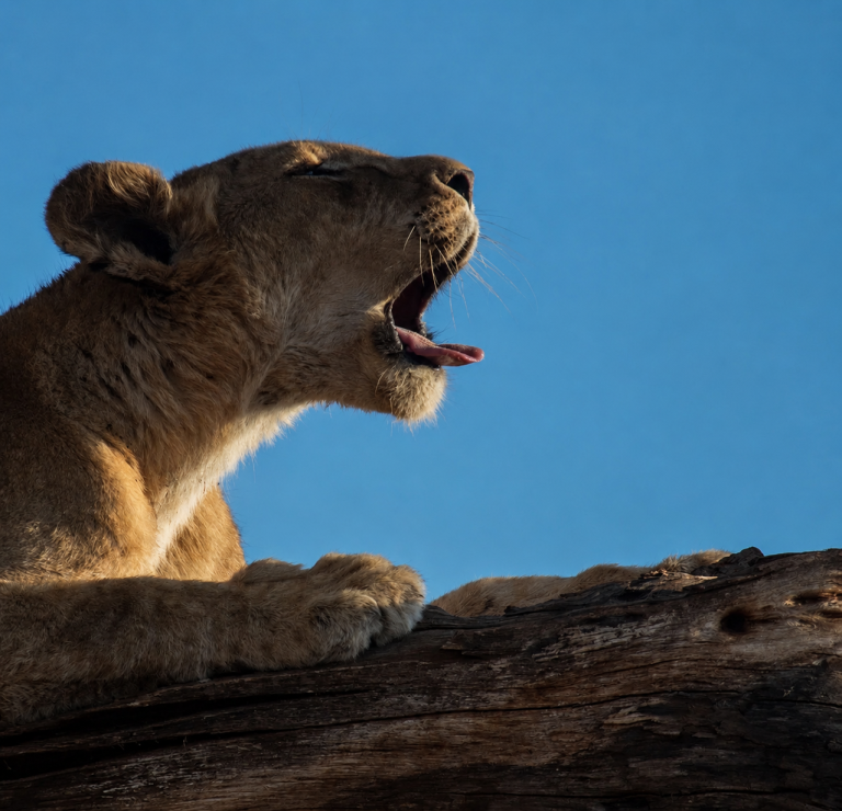 4-Day Masai Mara Wildlife Safari​
