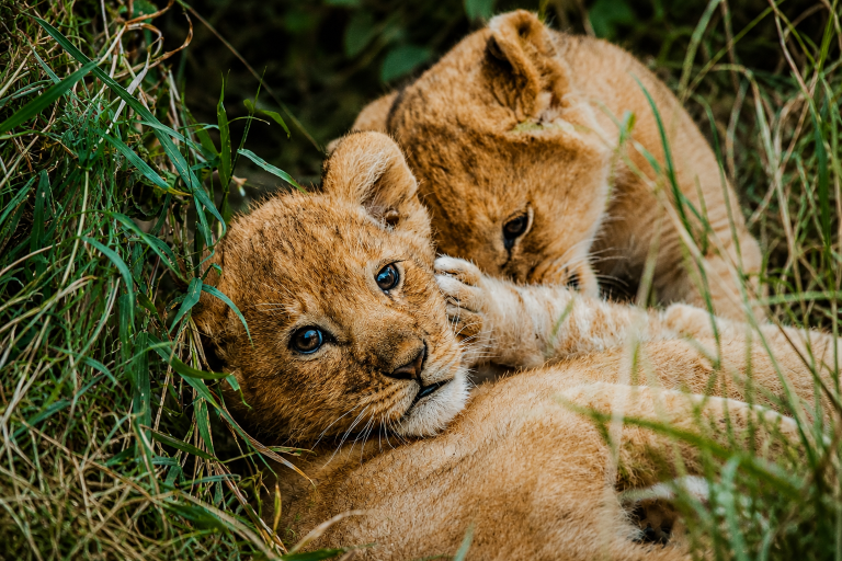 4-Day Masai Mara Wildlife Safari​