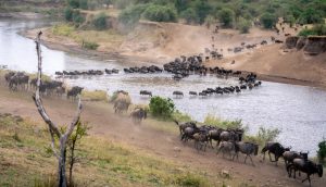 Best Time to Visit Serengeti for Wildebeest Migration.