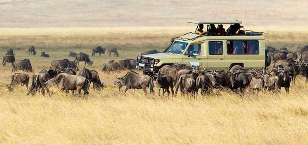 Best Time to Visit Serengeti for the Wildebeest Migration