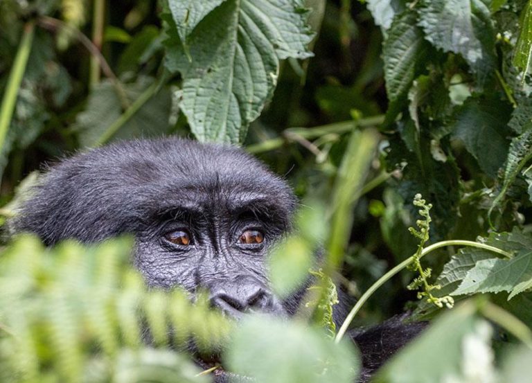 3 Days Uganda Gorilla Trekking Experience​