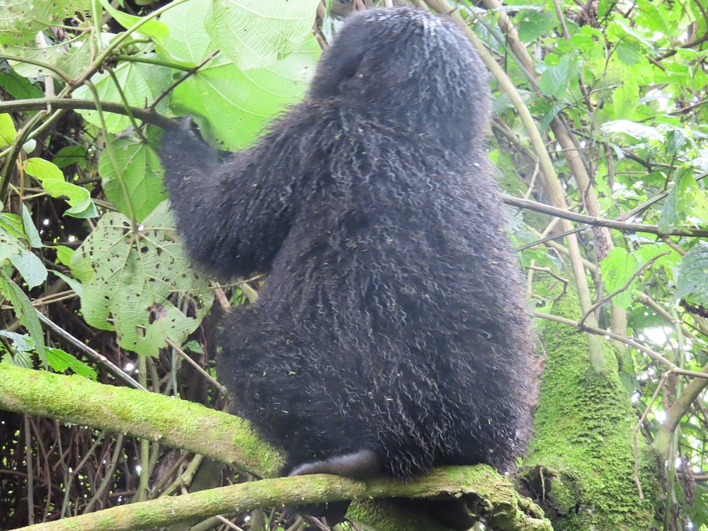 Luxury East Africa Safari Packages | Gorilla trekking in Rwanda