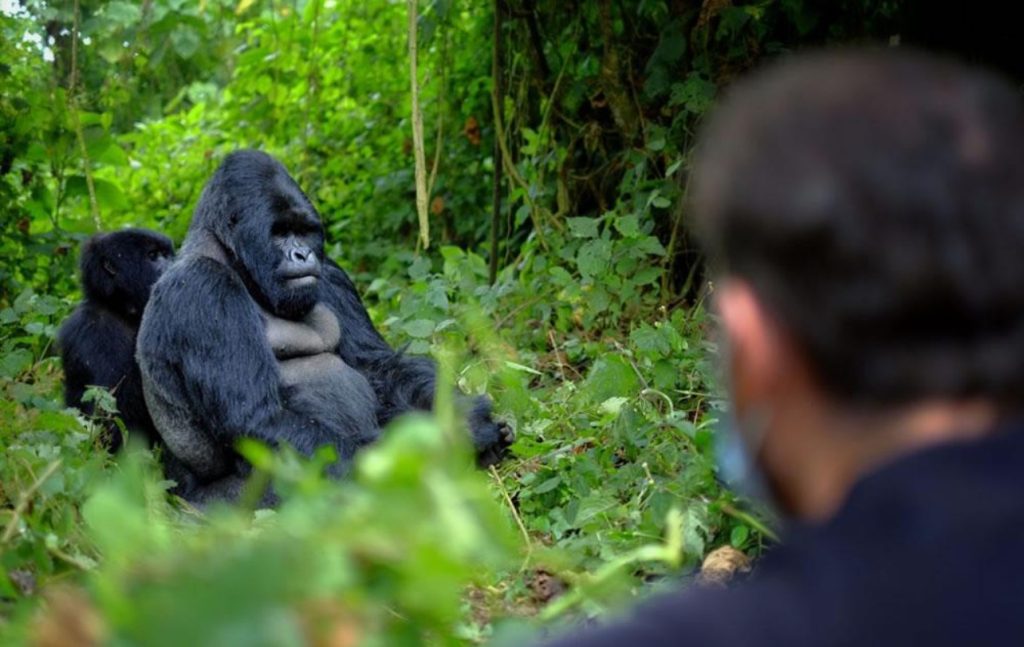 Private Gorilla Trekking Tours in Rwanda | Luxury & Exclusive Experiences with Huza Gateway