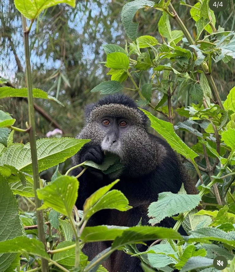 Golden monkey in Rwanda’s Volcanoes National Park during a primate trekking experience