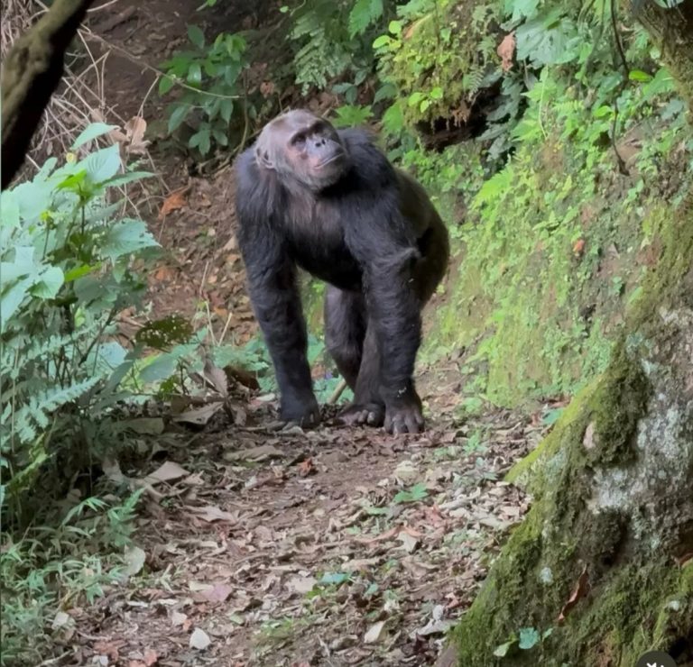 Chimpanzee walking through Kibale Forest National Park during a chimpanzee trekking experience in Uganda