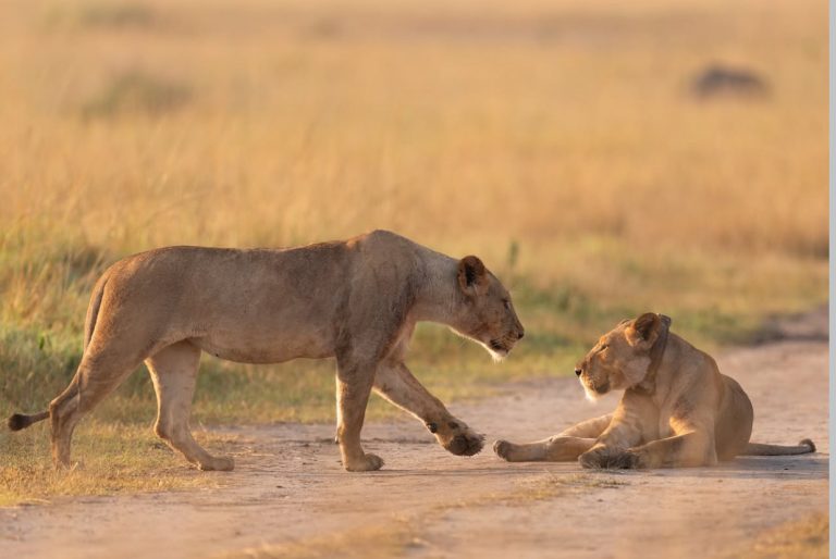 7 Days Tanzania Big Five Safari Experience featuring two lions in Serengeti National Park during a wildlife safari