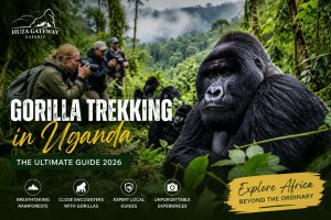 Gorilla Trekking in Uganda 2026 | Costs, Permits & Travel Guide