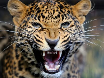leopard-portrait-in-nature