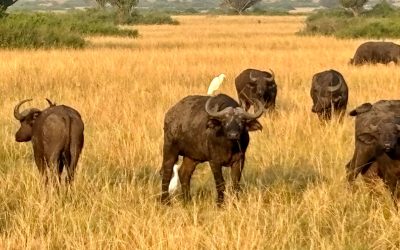 old-buffalo